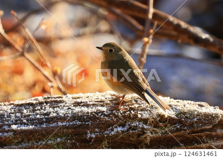 餌探しに来たルリビタキのメス 124631461