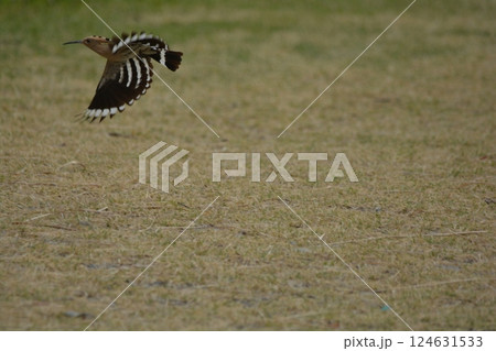 ヤツガシラ ヤツガシラ 124631533