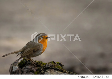 Robin bird is one of the common Garden birds 124631938