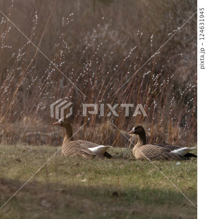 The white fronted goose (Anser albifrons) is a species of large goose The white fronted goose (Anser albifrons) is a species of large goose 124631945