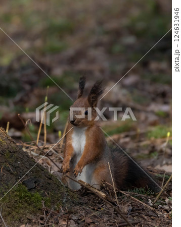 Portrait of wild red squirrel on tree trunk. Portrait of wild red squirrel on tree trunk. 124631946