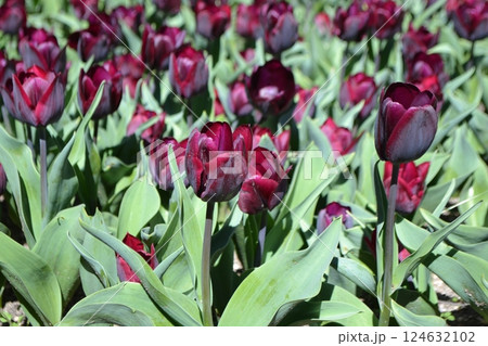 Vibrant red tulips in bloom at Madrid's botanical garden. Burgundy tulips 124632102