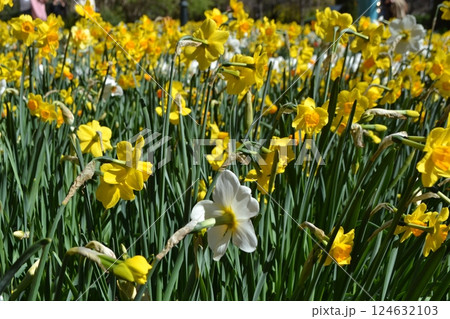 Vibrant daffodil blossoms in Madrid's botanical garden. Spring flowers in the rays of the sun 124632103