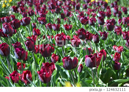 Vibrant tulip field in Madrid's botanical garden for nature and floral enthusiasts Vibrant tulip field in Madrid's botanical garden for nature and floral enthusiasts 124632111