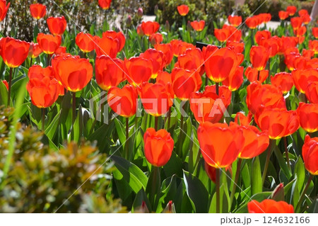 Vibrant red tulips in bloom at Madrid botanical garden 124632166