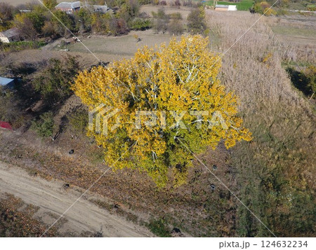 Yellow leaves on a silver poplar, top view Yellow leaves on a silver poplar, top view 124632234