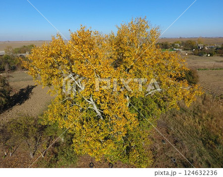 Yellow leaves on a silver poplar, top view Yellow leaves on a silver poplar, top view 124632236