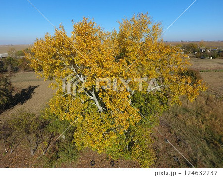 Yellow leaves on a silver poplar, top view 124632237