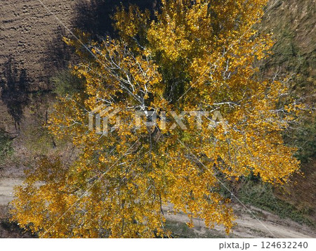 Yellow leaves on a silver poplar, top view 124632240