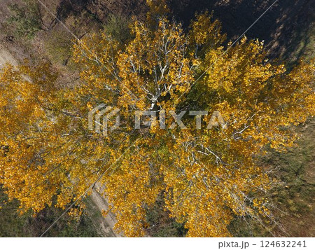 Yellow leaves on a silver poplar, top view Yellow leaves on a silver poplar, top view 124632241
