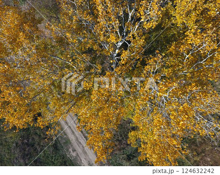 Yellow leaves on a silver poplar, top view Yellow leaves on a silver poplar, top view 124632242