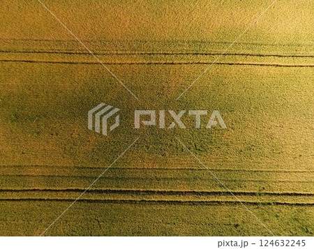 Ripening wheat. Green unripe wheat is a top view. Wheat field Ripening wheat. Green unripe wheat is a top view. Wheat field 124632245