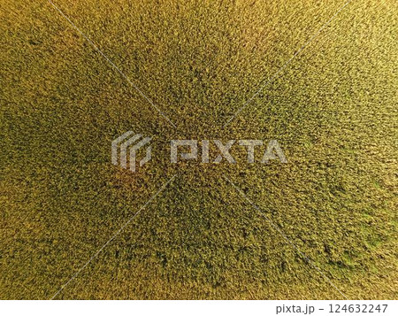Ripening wheat. Green unripe wheat is a top view. Wheat field Ripening wheat. Green unripe wheat is a top view. Wheat field 124632247