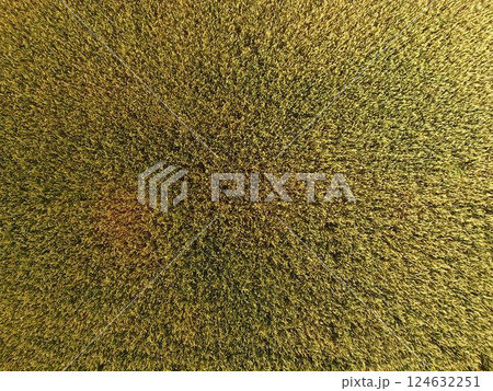 Ripening wheat. Green unripe wheat is a top view. Wheat field Ripening wheat. Green unripe wheat is a top view. Wheat field 124632251