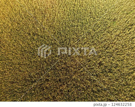 Ripening wheat. Green unripe wheat is a top view. Wheat field Ripening wheat. Green unripe wheat is a top view. Wheat field 124632258