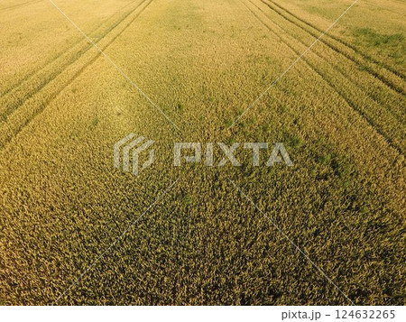 Ripening wheat. Green unripe wheat is a top view. Wheat field 124632265