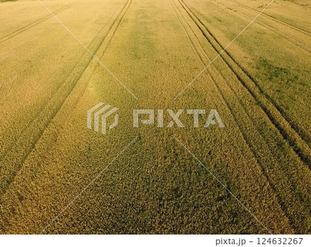 Ripening wheat. Green unripe wheat is a top view. Wheat field 124632267