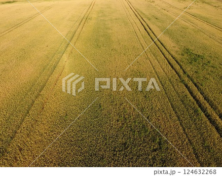 Ripening wheat. Green unripe wheat is a top view. Wheat field 124632268