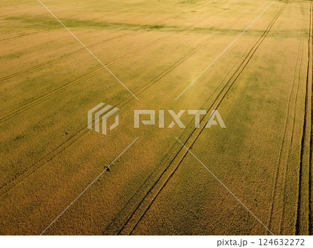 Ripening wheat. Green unripe wheat is a top view. Wheat field Ripening wheat. Green unripe wheat is a top view. Wheat field 124632272