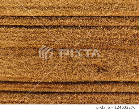 Ripe barley is a top view. The field of barley 124632276