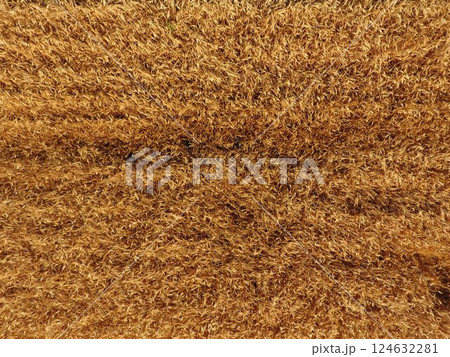 Ripe barley is a top view. The field of barley 124632281