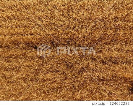 Ripe barley is a top view. The field of barley 124632282