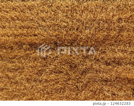 Ripe barley is a top view. The field of barley 124632283