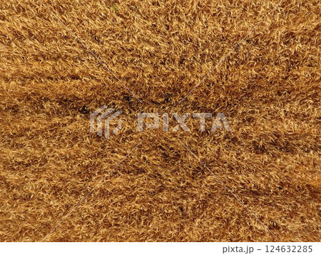 Ripe barley is a top view. The field of barley 124632285