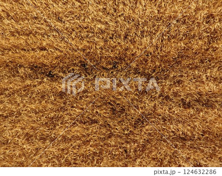 Ripe barley is a top view. The field of barley Ripe barley is a top view. The field of barley 124632286