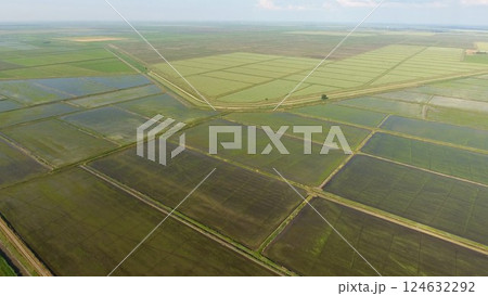 Growing rice on flooded fields. Ripe rice in the field, the beginning of harvesting. A birds-eye view. Growing rice on flooded fields. Ripe rice in the field, the beginning of harvesting. A birds-eye view. 124632292