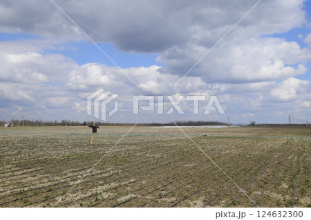Garden scarecrow on field, scaring crows from crops. Garden scarecrow on field, scaring crows from crops. 124632300