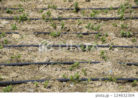 Drip irrigation on field, black hoses drip irrigation. Drip irrigation on field, black hoses drip irrigation. 124632304