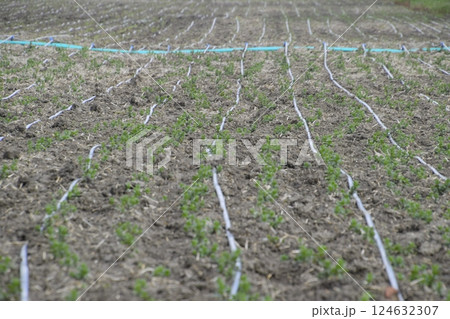 Drip irrigation on field, black hoses drip irrigation. Drip irrigation on field, black hoses drip irrigation. 124632307