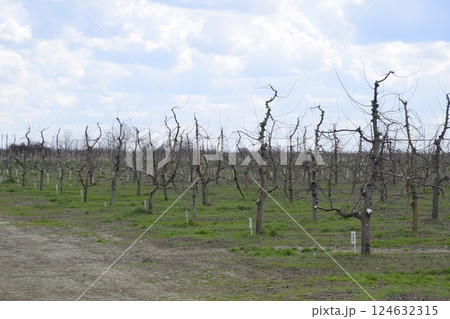 Apple trees in the garden, pruning apple trees 124632315