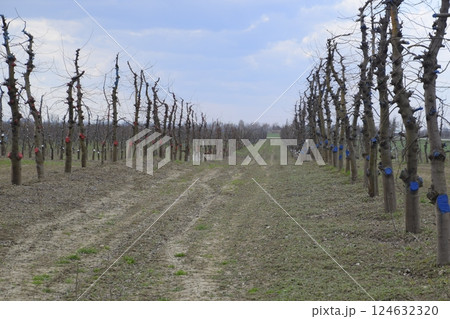 Apple trees in the garden, pruning apple trees Apple trees in the garden, pruning apple trees 124632320