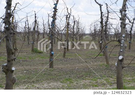 Apple trees in the garden, pruning apple trees 124632323
