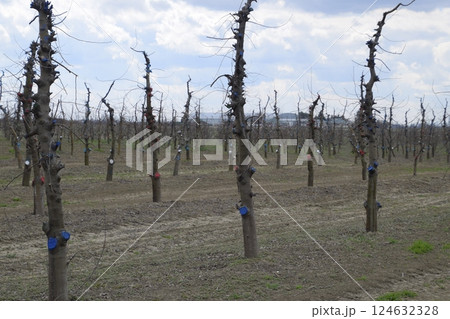 Apple trees in the garden, pruning apple trees 124632328