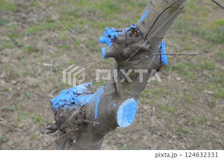 Apple trees in the garden, pruning apple trees 124632331
