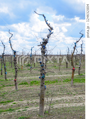 Apple trees in the garden, pruning apple trees 124632804