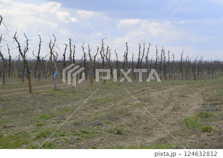 Apple trees in the garden, pruning apple trees 124632812