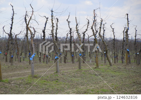 Apple trees in the garden, pruning apple trees 124632816