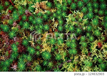 鮮やかなスギゴケにクローズアップした背景用写真素材 124632903