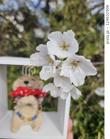 プードル 桜 おじぞうさま 124632906
