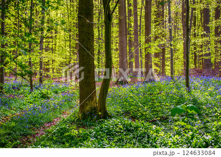Blossoming lovely spring violet-blue forest flowers - common bluebells or hyacinthoides, Belgium 124633084