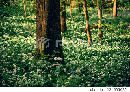 Stunning spring beech forest scene with loads of flowering ramsons - wild garlic 124633085