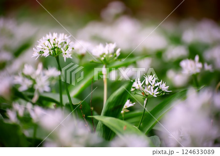 Wild garlic flowers growing in the spring forest. Ramson blossoms, seasonal background 124633089