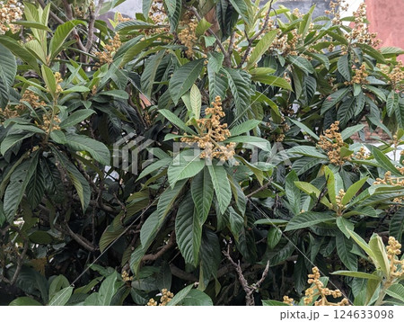 Close-up of branches of Eriobotrya japonica. A small evergreen tree or shrub of subfamily Malaceae of the family Rosaceae 124633098
