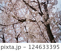 桜の花が満開 124633395