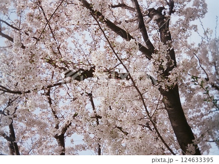 桜の花が満開 桜の花が満開 124633395