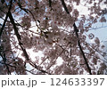 見上げた満開の桜 124633397
